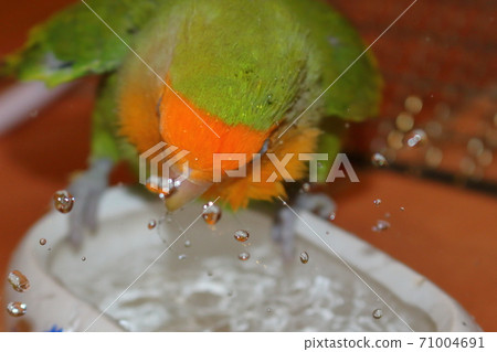 Koza Kleinko沐浴 Koza Kleinko沐浴 71004691