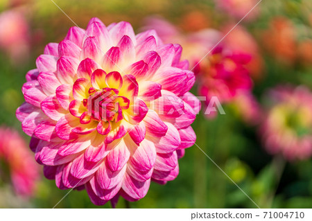 Brightly blooming dahlia, Kawanishi Town, Yamagata Prefecture Brightly blooming dahlia, Kawanishi Town, Yamagata Prefecture 71004710