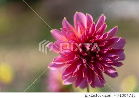 山形縣川西町大花iya 71004715