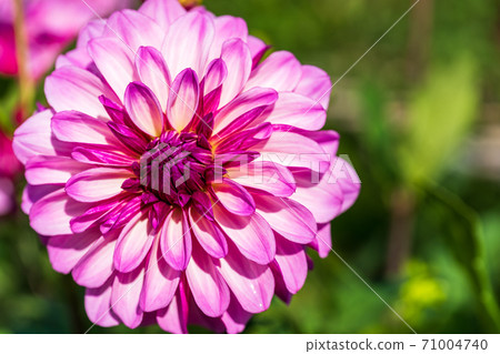Brightly blooming dahlia, Kawanishi Town, Yamagata Prefecture 71004740
