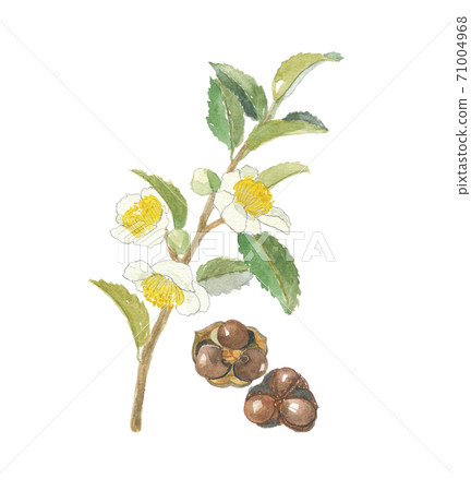 Tea flowers and fruits 71004968