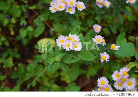 Unknown autumn flower 71004969