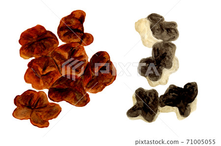 生和乾的水母的水彩插圖 71005055