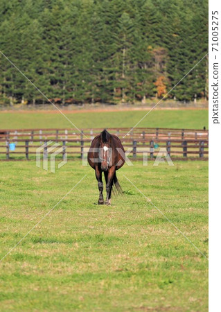 Thoroughbred 71005275