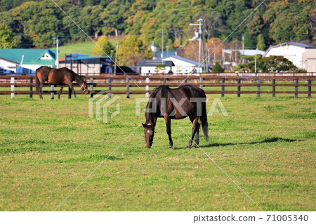 Thoroughbred Thoroughbred 71005340