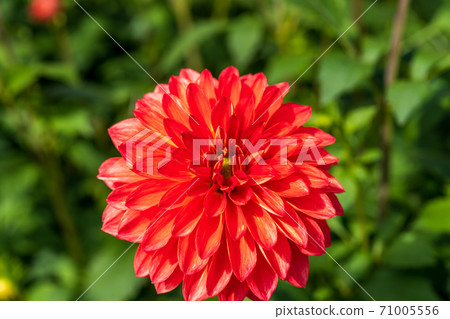 山形縣川西町大花iya 71005556