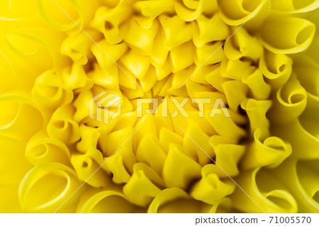 Brightly blooming dahlia, Kawanishi Town, Yamagata Prefecture 71005570