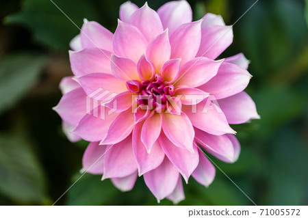 山形縣川西町大花iya 山形縣川西町大花iya 71005572