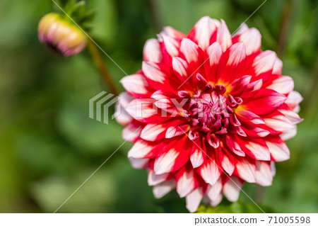 山形縣川西町大花iya 71005598