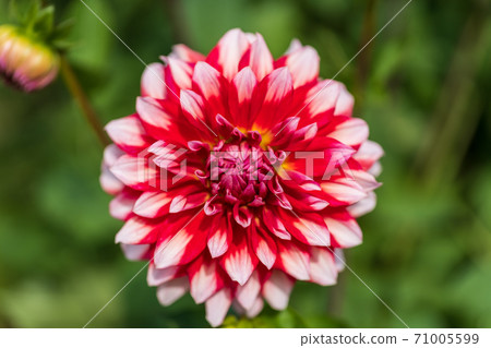Brightly blooming dahlia, Kawanishi Town, Yamagata Prefecture Brightly blooming dahlia, Kawanishi Town, Yamagata Prefecture 71005599