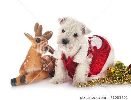 puppy West Highland White Terrier puppy West Highland White Terrier 71005891