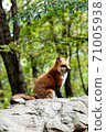 狐狸狐狸 71005938