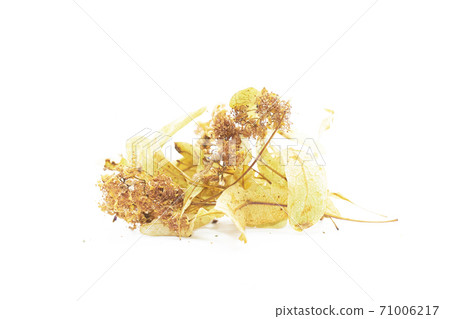 Isolated dried inflorescence of yellow Linden. Fragrant Linden tea Isolated dried inflorescence of yellow Linden. Fragrant Linden tea 71006217