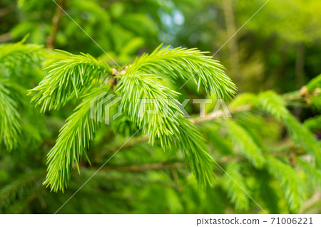 Young spring spruce shoots on the branches of Young spring spruce shoots on the branches of 71006221