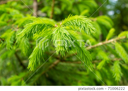Young spring spruce shoots on the branches of Young spring spruce shoots on the branches of 71006222