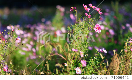 A famous place for flowers on the Shonan Miura Peninsula Kurihama Flower Park, Yokosuka City, Kanagawa Prefecture Autumn (Cosmos / Autumn Cherry Blossoms) 71006441