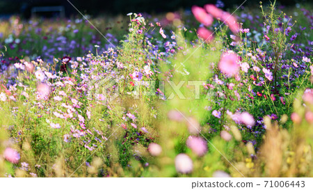 A famous place for flowers on the Shonan Miura Peninsula Kurihama Flower Park, Yokosuka City, Kanagawa Prefecture Autumn (Cosmos / Autumn Cherry Blossoms) A famous place for flowers on the Shonan Miura Peninsula Kurihama Flower Park, Yokosuka City, Kanagawa Prefecture Autumn (Cosmos / Autumn Cherry Blossoms) 71006443