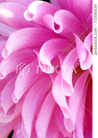 達利亞盛開 達利亞盛開 71006839