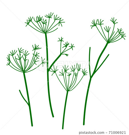 Wild umbrella dry herbs. Vector illustration 71006921