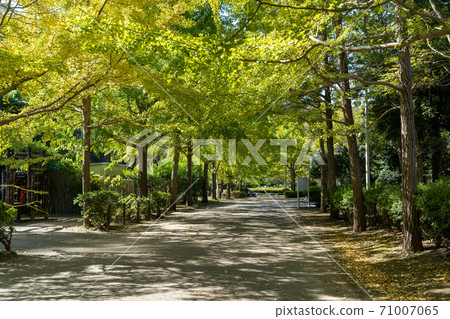 葉山的銀杏已開始著色 71007065