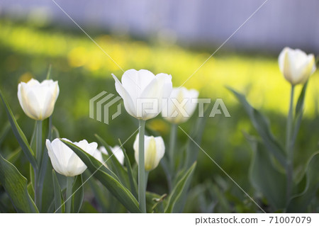 White flowering tulips in the garden or in the White flowering tulips in the garden or in the 71007079