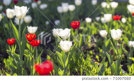 Red and white flowering tulips. Sunny spring day Red and white flowering tulips. Sunny spring day 71007080