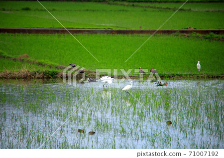Egret and others came to the paddy field of Ebina with water 11 Egret and others came to the paddy field of Ebina with water 11 71007192