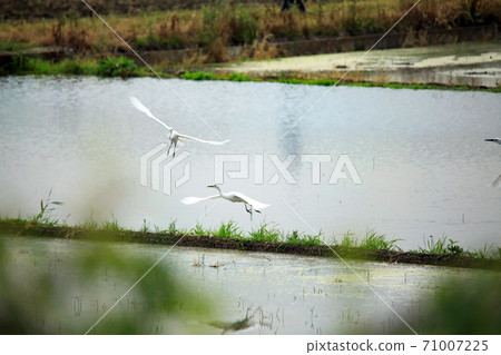 Egret and others came to the paddy field of Ebina with water 36 71007225