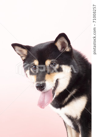 Shiba Inu laughing with his tongue out Shiba Inu laughing with his tongue out 71008257