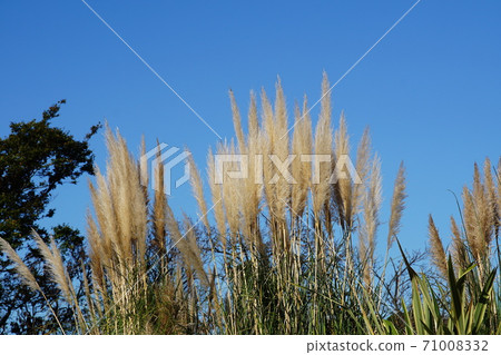 Pampas grass 71008332