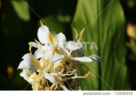 舒沙生薑 71008333