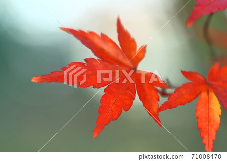 Burning Autumn 71008470