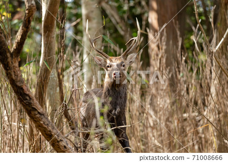 Deer staring at you_1 71008666