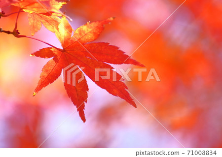Burning Autumn Burning Autumn 71008834