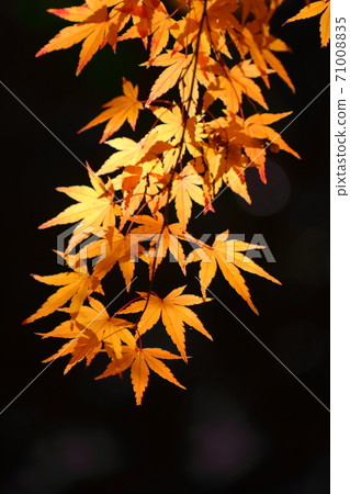 Burning Autumn 71008835