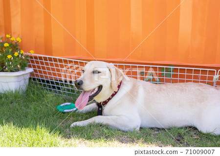 Dogs playing in a dog run Dogs playing in a dog run 71009007
