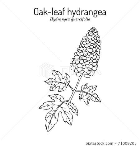 Oak-Leaf Hydrangea Hydrangea quercifolia , ornamental plant 71009203