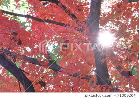 Burning Autumn Burning Autumn 71009204
