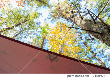 Early autumn forest seen above the tarp (autumn camp, forest campsite) 71009218