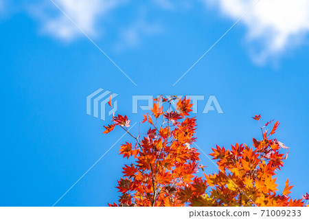[Autumn material] Autumn leaves and blue sky [Nagano Prefecture] 71009233