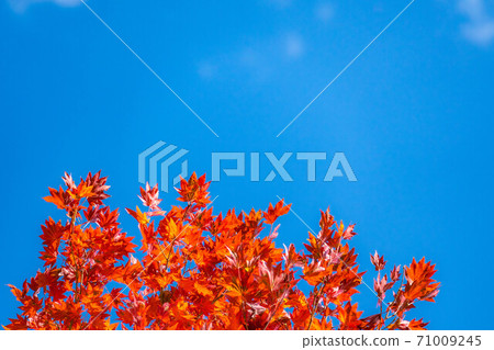 [秋材]秋葉和藍天[長野縣] 71009245