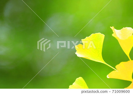 Autumn 2020 ・ Ginkgo leaves and ginkgo trees [October] 71009600