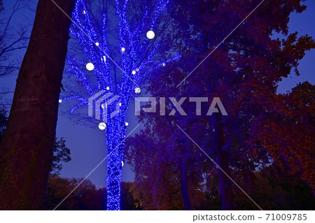 森林公園照亮楓葉花園與秋天的落葉的樹木 森林公園照亮楓葉花園與秋天的落葉的樹木 71009785