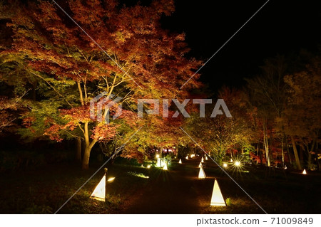 Forest Park Illuminated trees in the maple garden with colored leaves 71009849