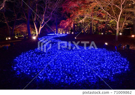 Forest Park Illuminated trees in the maple garden with colored leaves 71009862