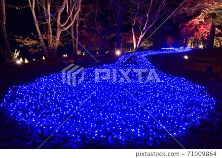 Forest Park Illuminated trees in the maple garden with colored leaves 71009864