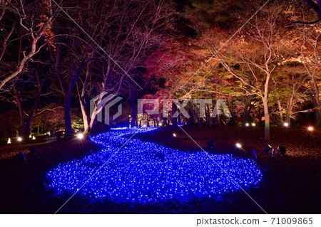 Forest Park Illuminated trees in the maple garden with colored leaves 71009865