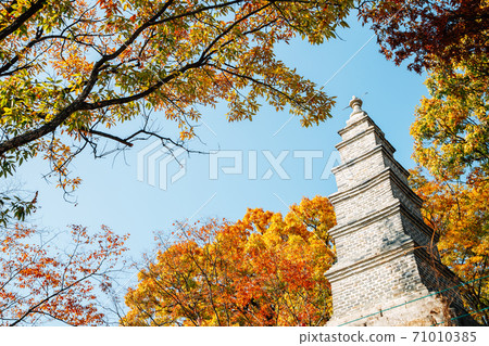 Silleuksa Temple stone tower with autumn maple in Yeoju, Korea 71010385