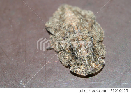 毛蟲幼蟲（昆蟲） 71010405