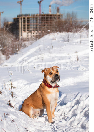 Cadebo dog on a walk in the winter sits in the snow 71010436